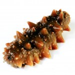Sea Cucumber